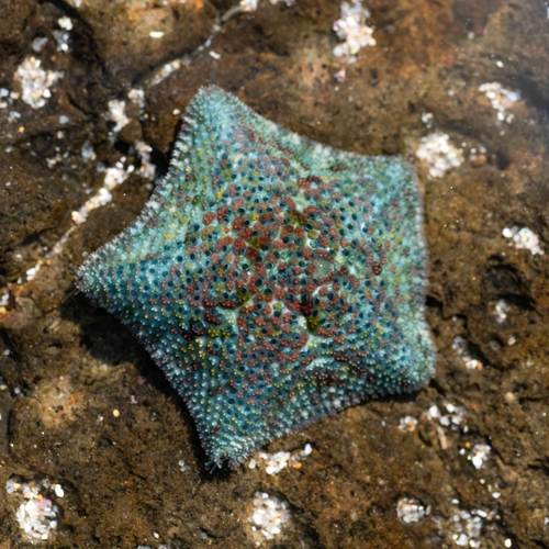 Dwarf Cushion Star, photo 3 of 10