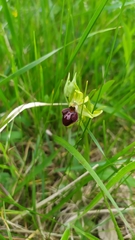 Ophrys sphegodes