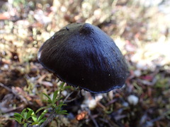 Entoloma procerum