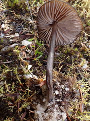 Entoloma procerum
