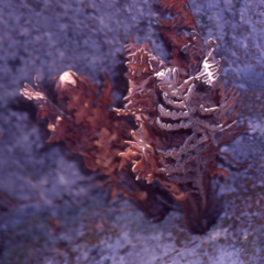 Cheiloplecton rigidum