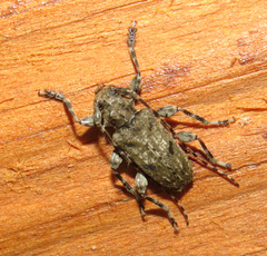 Aegomorphus modestus