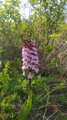 Orchis purpurea