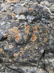 Polycauliona inconspecta