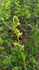 Ophrys sphegodes