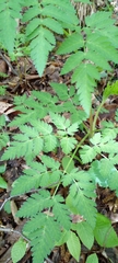 Chaerophyllum aureum