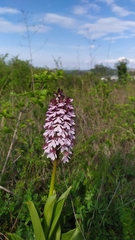Orchis purpurea