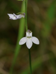 Lobelia appendiculata