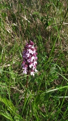 Orchis purpurea