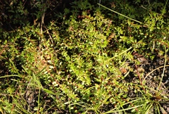 Laurembergia repens