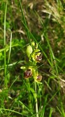 Ophrys sphegodes