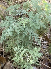 Artemisia afra