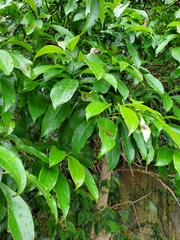 Ehretia longiflora
