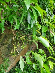 Ehretia longiflora
