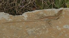 Ophisops elegans schlueteri