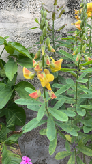 Crotalaria retusa
