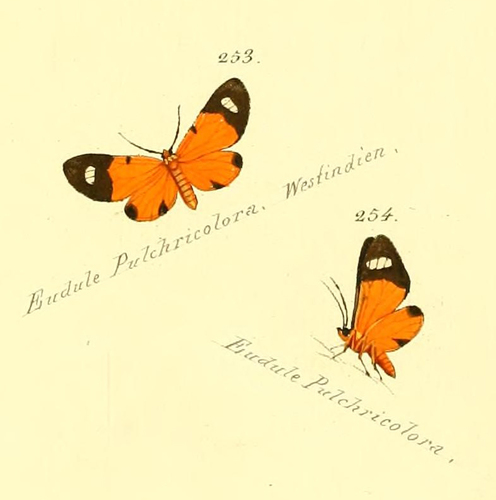 Eudule pulchricolora