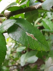 Phyllonorycter leucographella