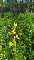 Ophrys sphegodes