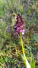Orchis purpurea