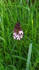 Orchis purpurea
