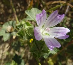 Malva parviflora