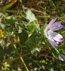 Malva parviflora