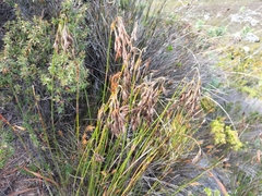 Thamnochortus fruticosus