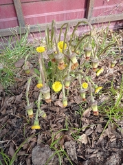 Tussilago farfara