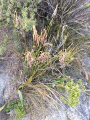 Thamnochortus fruticosus