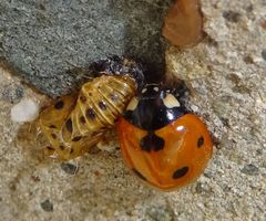 Coccinella septempunctata