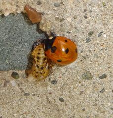 Coccinella septempunctata