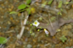 Physaria pallida