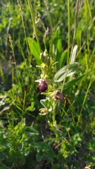 Ophrys sphegodes