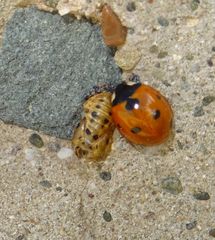 Coccinella septempunctata