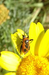 Calocoris nemoralis