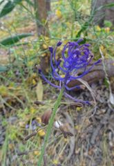 Muscari comosum