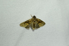 Ecdytolopha