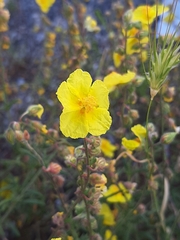 Helianthemum nummularium