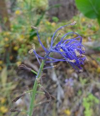 Muscari comosum