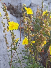 Helianthemum nummularium