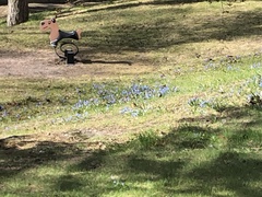 Phoenicurus phoenicurus