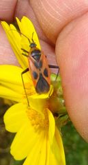 Calocoris nemoralis