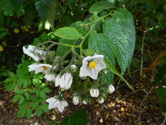 Solanum concinnum