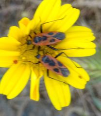 Calocoris nemoralis