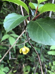 Schisandra sphenanthera
