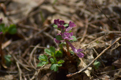 Corydalis caucasica