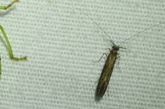 Leptocerus americanus