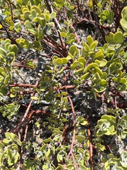 Arctostaphylos montana