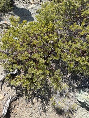Arctostaphylos montana